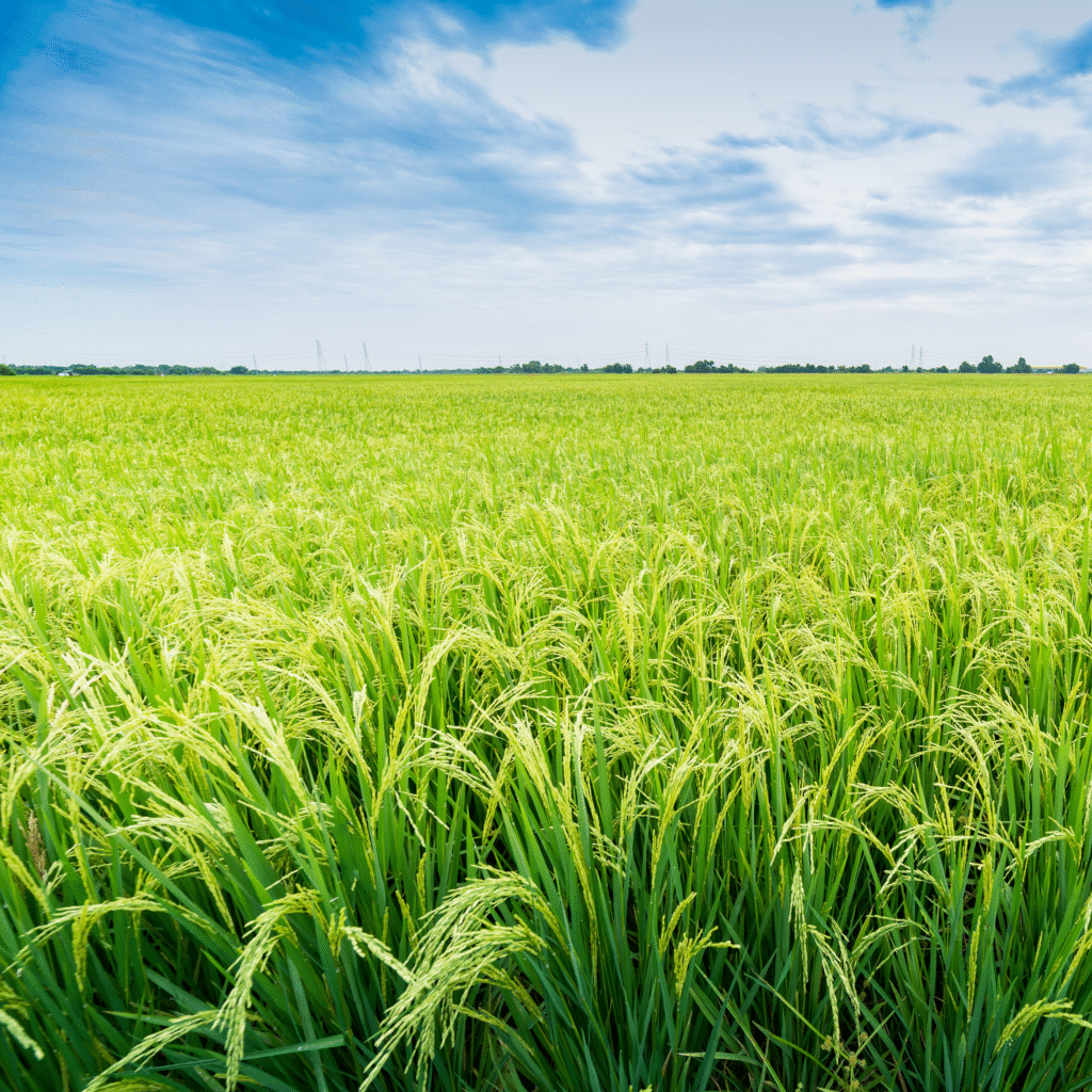rice field